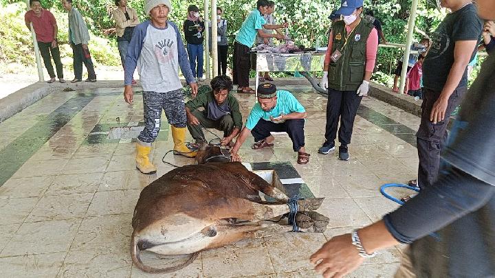 Muhammadiyah Mamuju Sembelih 17 Ekor Sapi Kurban, Tiga Ekor Kambing