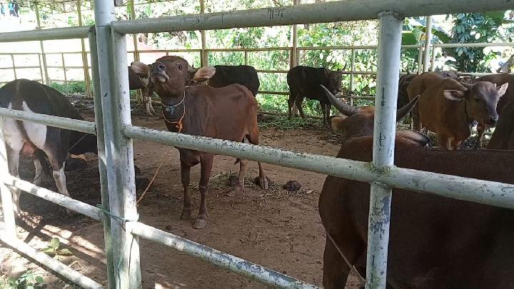 Dokter Hewan Awasi Pemotongan Sapi Kurban Muhammadiyah di Mamuju