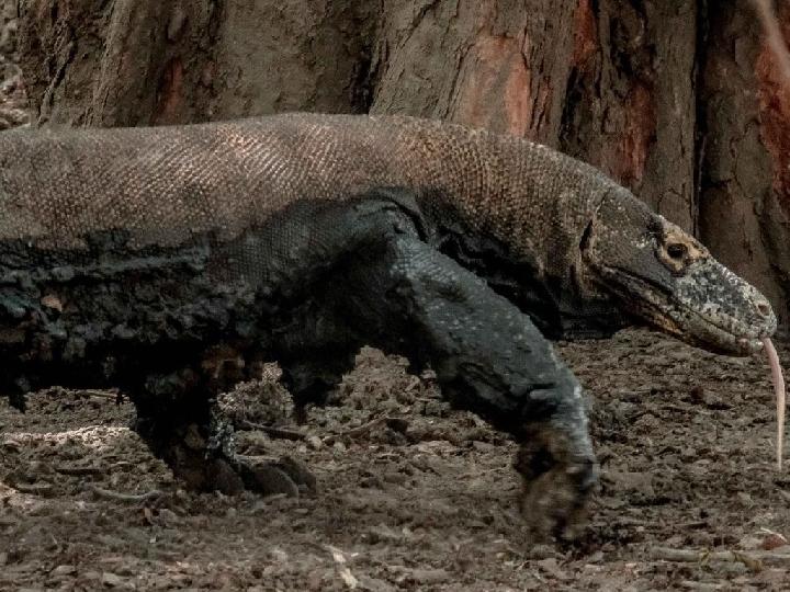 Pemerintah Batasi Pengunjung Taman Nasional Komodo, Tarif Masuk Dinaikkan