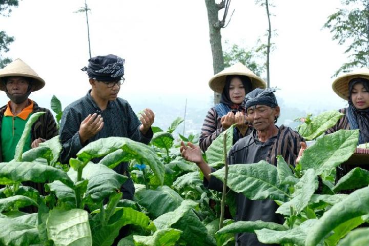 Ritual Wiwit Mbako Awali Masa Panen Tembakau