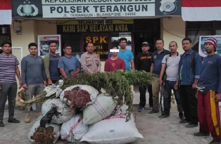 Polisi Amankan Petani Ganja di Aceh, Bersamanya Disita 160 Kg