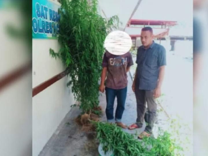 Polisi Tangkap Petani Ganja Aceh, Lahannya 1,4 Hektare