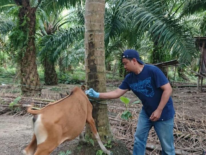 Ratusan Ekor Sapi di Pasangkayu Dapat Suntik Vitamin, Cegah Jembrana