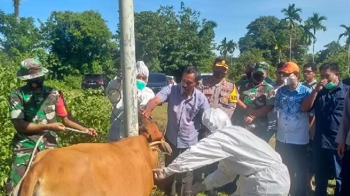 Cegah Penularan PMK, Ternak di Abdya Mulai di Suntik Vaksin