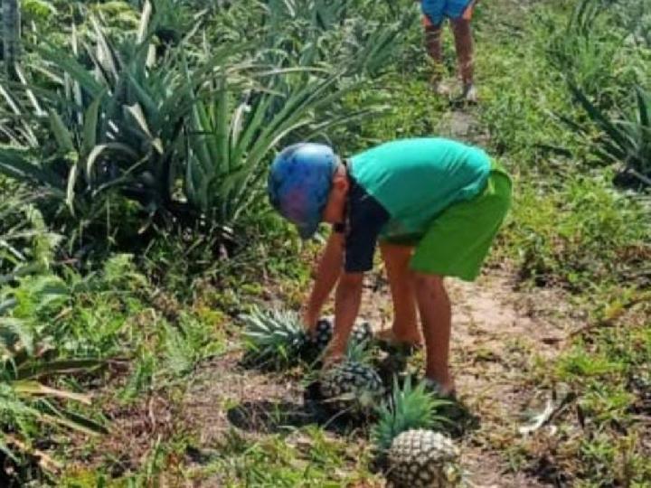 Bangkitkan Ekonomi dengan Budidaya Nanas di Mamasa Sulawesi Barat