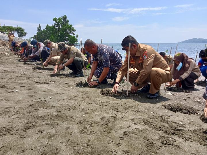 Peringati Hari Mangrove Sedunia, Lanal Mamuju Tanam 5000 Pohon Mangrove