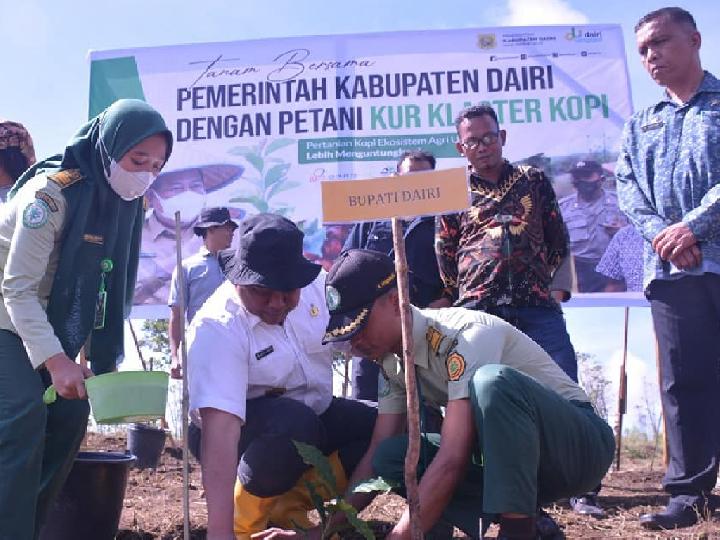 Bupati Dairi Eddy Berutu Tanam Kopi di Kecamatan Parbuluan