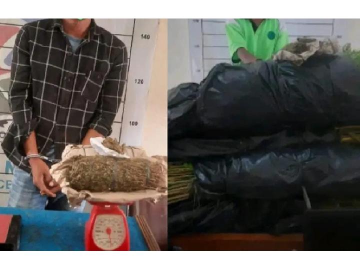 Dagang Ganja Hasil Kebun Sendiri, Dua Pria di Aceh Selatan Ditangkap Polisi