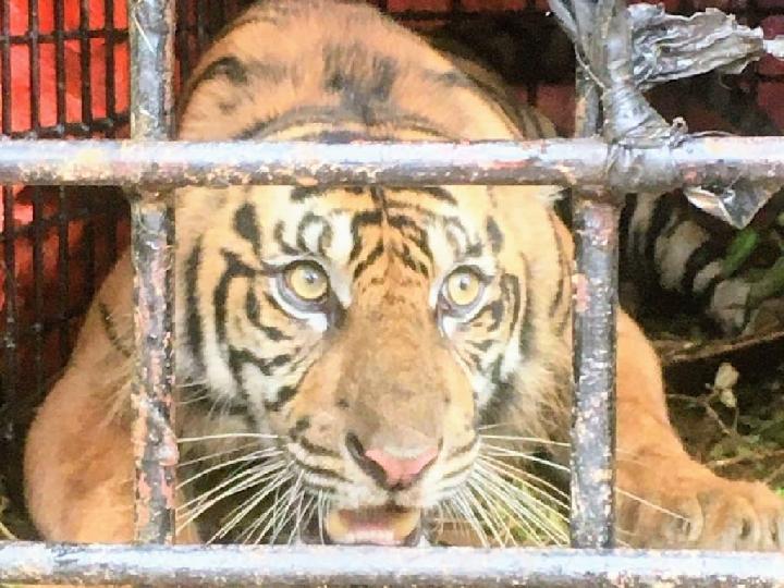 Harimau Terkam Anak Sapi di Aceh, Warga Mulai Resah