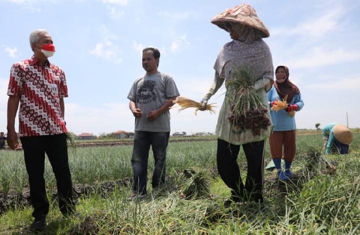 Produktivitas Petani Bawang Merah di Brebes Turun