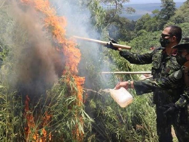 BNN Musnahkan 10 Ton Ganja dari Lahan 2 Hektare