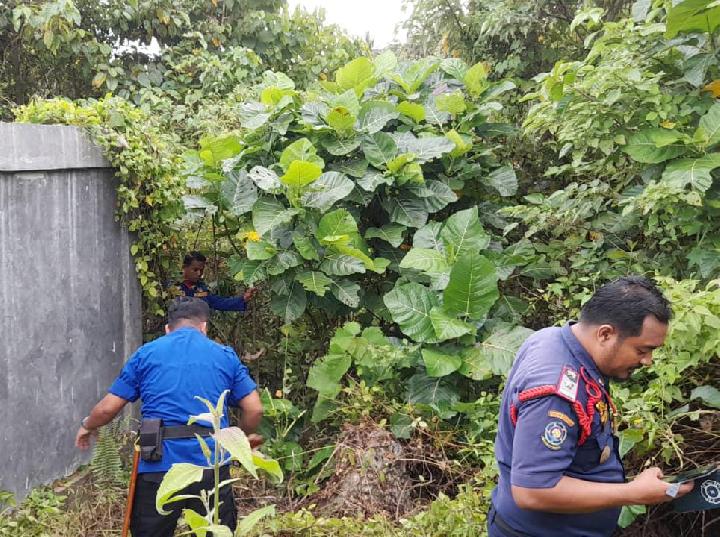 Pasca Penangkapan Induk Ular Piton di Mamuju, Damkar Menyisir Lokasi