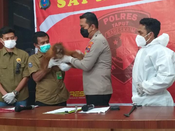 Terlantar di Hutan, Polres Taput Serahkan Anak Orangutan Tapanuli ke BKSDA Sumut