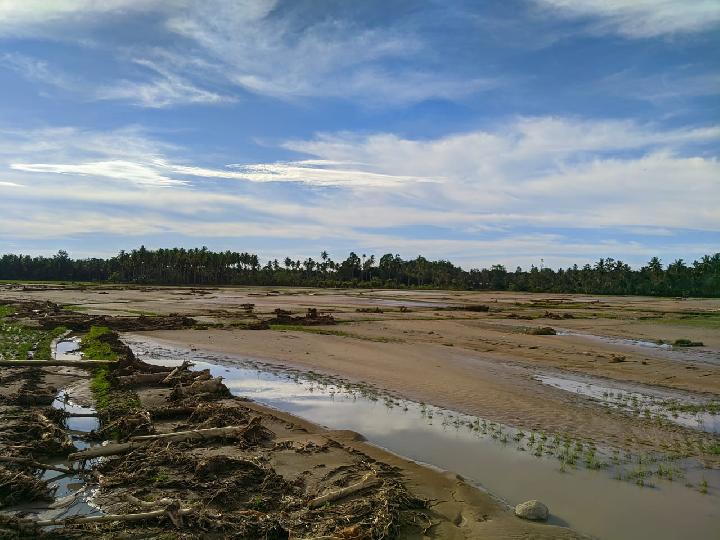 Pasca Banjir, Ratusan Hektare Sawah di Mamuju Gagal Panen, Warga Rugi Puluhan Juta