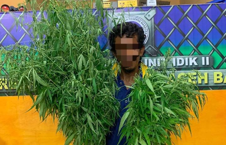 Nyambi Tanam Ganja di Pekarangan Rumah, Nelayan di Abdya Ditangkap Polisi