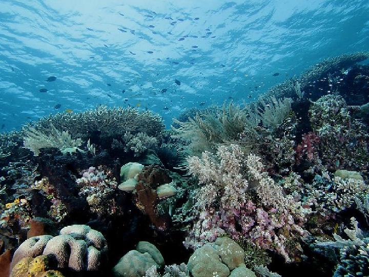 Pulau Bunaken Digilai Turis Asing Karena Wisata Bawah Airnya