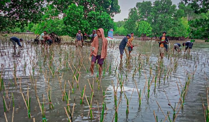 DKP Sulsel Tanam 36 Ribu Batang Mangrove di Desa Polewali Bone