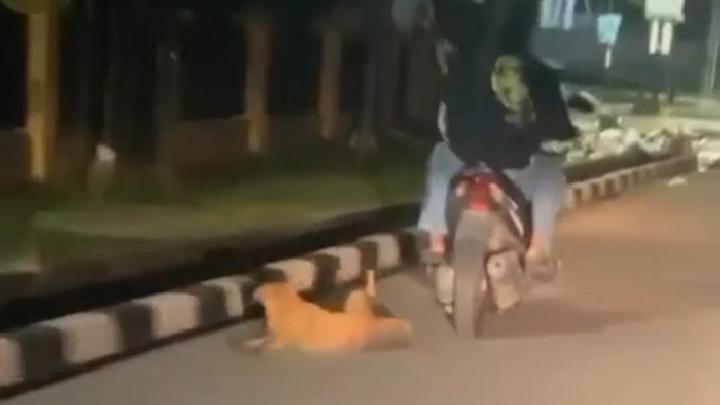 Pencinta Hewan Buat Sayembara untuk Tangkap Pemotor Seret Anjing di Jambi