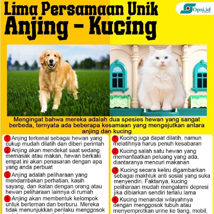 Infografis: Lima Persamaan Unik Kucing dan Anjing