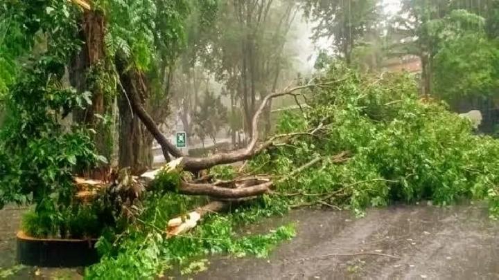 Tragedi di Dusun Pancasila Sumut: 18 Korban Tertimpa Pohon Saat Perkemahan, Dua Tewas