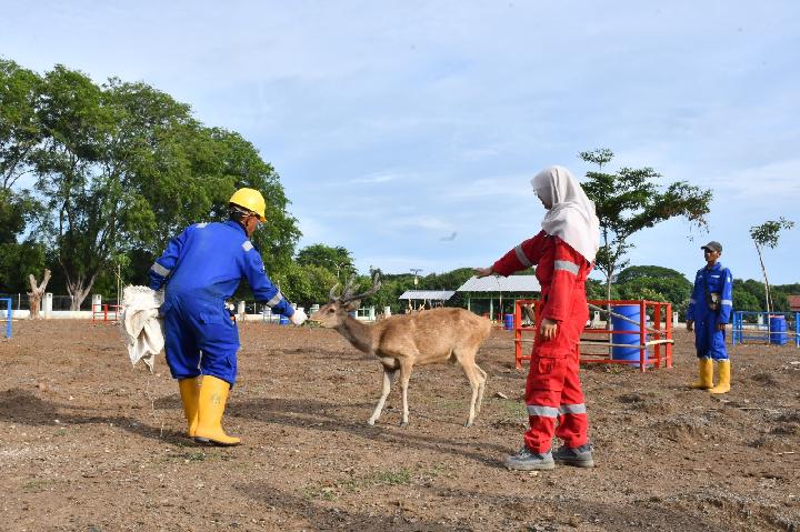 Kilang Pertamina Balongan Hibahkan 4 Ekor Rusa Timor ke Pangandaran