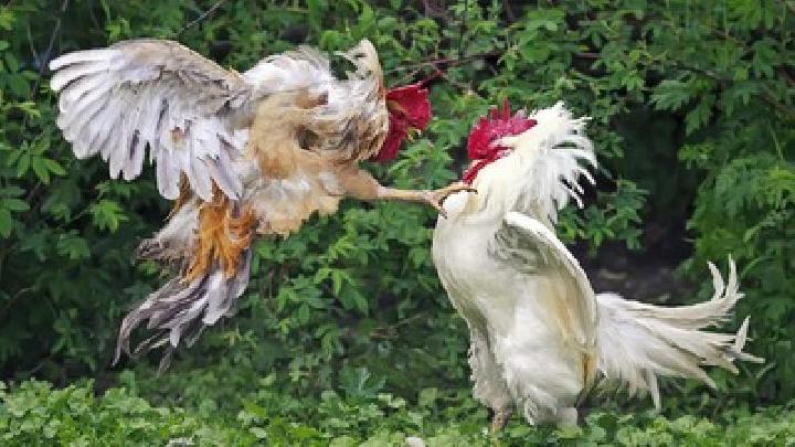 Anggota DPRD DKI Jakarta Diduga Terlibat Pemerasan dan Judi Sabung Ayam
