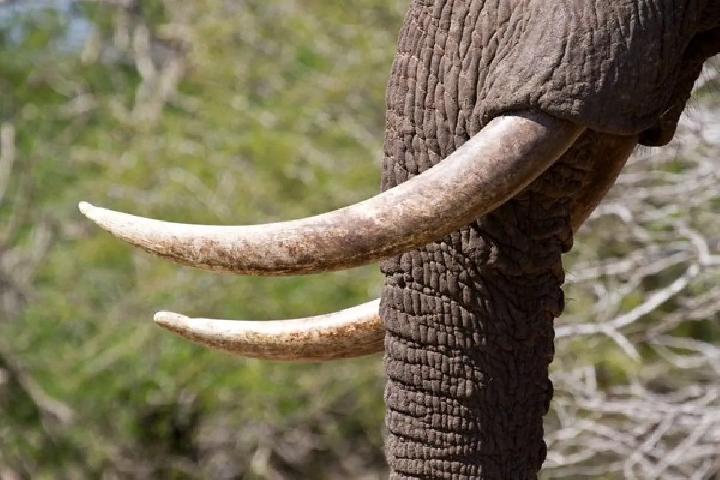Bareskrim Gagalkan Perdagangan Produk Gading Gajah, Nilai Capai Rp 2,3 Miliar