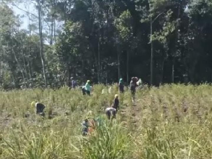 PT TPL Membangkang dari Visi Ketahanan Pangan Presiden Prabowo