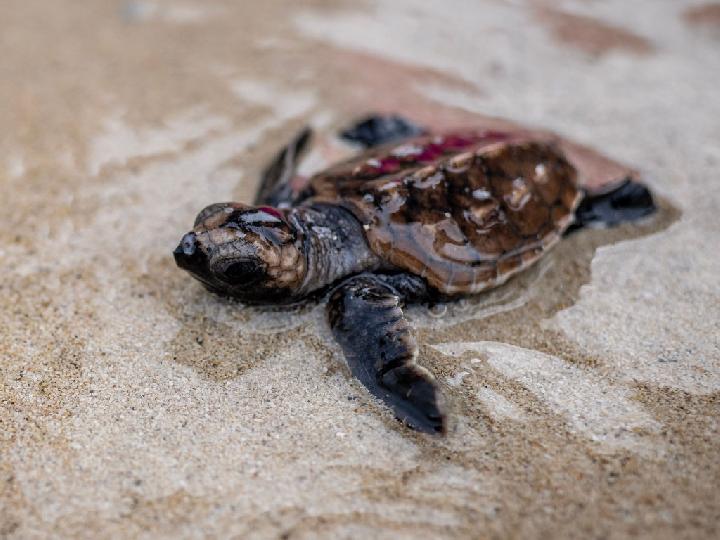 Ancol Taman Impian Gelar Pelepasliaran Tukik di Kepulauan Seribu