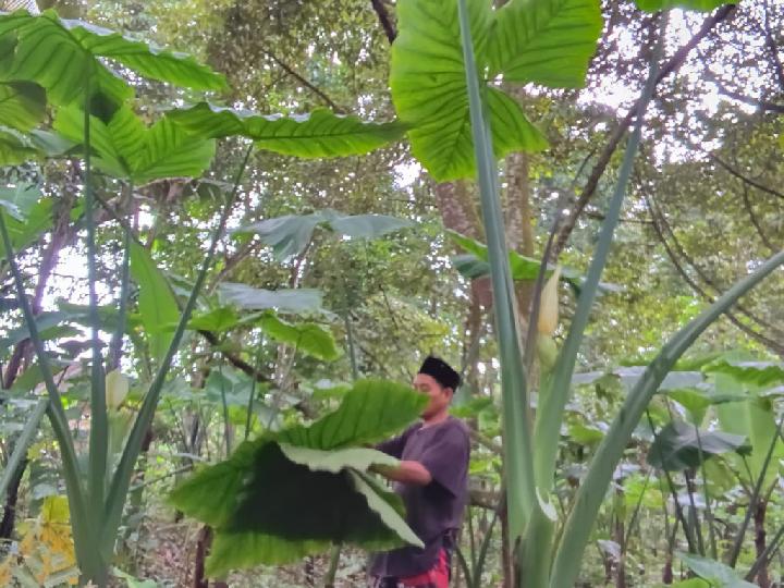 Talas Beneng, Harapan Baru Ekonomi yang Berkelanjutan dari Pandeglang