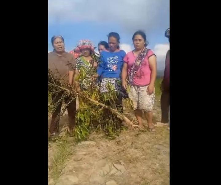 Pekerja TPL Diduga Rusak dan Cabut Tanaman Kopi Siap Panen di Sihaporas