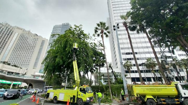 Langkah Mitigasi Pemprov DKI, Cegah&nbsp;Pohon Tumbang Kala Cuaca&nbsp;Ekstrem