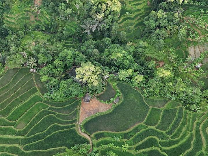 Nusron: 554 Ribu Hektare Sawah Alih Fungsi Jadi Kawasan Industri dan Perumahan