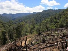 Pemerintah Telah Mencabut 40 Izin Pemanfaatan Hutan Berkinerja Buruk