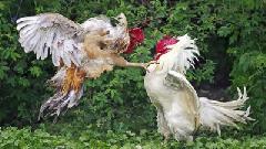 Anggota DPRD DKI Jakarta Diduga Terlibat Pemerasan dan Judi Sabung Ayam