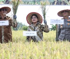 Wesly Silalahi Diwakili Zainal Siahaan Bersama Ny Liswati Panen Padi di Nagahuta Timur