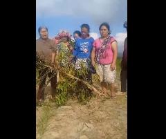 Pekerja TPL Diduga Rusak dan Cabut Tanaman Kopi Siap Panen di Sihaporas