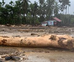 Kayu Gelondongan dalam Banjir Sumatra Bukan Pembalakan Liar, Kemenhut Buru-buru Klarifikasi