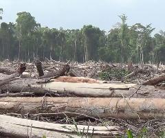 Kapolri Pastikan Penegakan Hukum Terkait Temuan Kayu Gelondongan dalam Banjir Pulau Sumatra