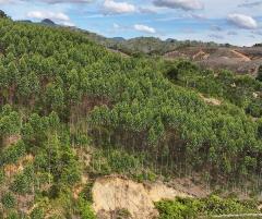 Kemenhut Panggil PT TPL dan Subjek Hukum Lainnya yang Diduga Biang Kerok Banjir di Pulau Sumatra