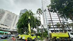 Langkah Mitigasi Pemprov DKI, Cegah&nbsp;Pohon Tumbang Kala Cuaca&nbsp;Ekstrem