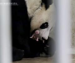 Lahir Bayi Panda di Taman Safari Indonesia, Prabowo Beri Nama Satrio Wiratama 