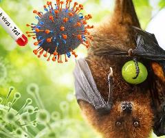 Kemenkes Sampaikan Kewaspadaan Penyebaran Penyakit Virus Nipah