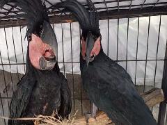 Memiliki Satwa Jenis Burung Dilindungi Sebanyak 24 Ekor, Warga Manado Diamankan