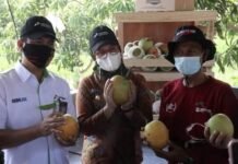 Panen Perdana ‘Si Bongsor’ Mangga Agrimania di Bumi Patra Pertamina