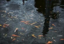 Kampung Koi, Jadi Daya tarik Desa Sukaresmi