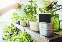 Coba 4 Langkah Simpel Bercocok Tanam di Halaman Rumah