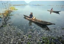 Kematian Massal Ikan Menimbulkan Polusi Udara di Danau Maninjau