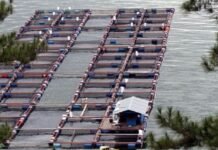 Mengosongkan KJA di Danau Toba