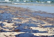 Diduga dari Kapal Tanker Pertamina, Limbah Minyak Cemari Pantai Hatiwe Besar | Opsi.id